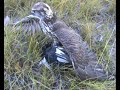 falconry cherrug