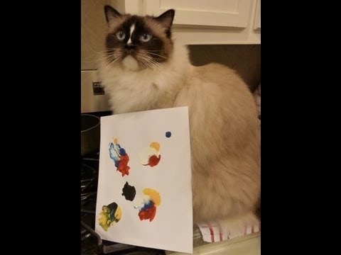 Art Casso Paint Kit for Cats Product Review 0 Art Casso Paint Kit for Cats Product Review