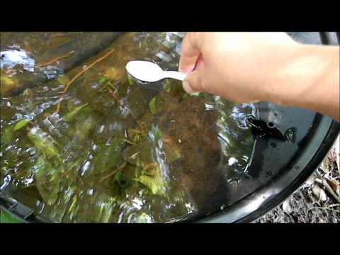 how to harvest mosquito larvae