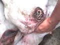 mvz florencia