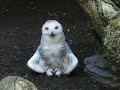 o rly owl