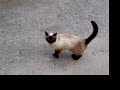 Milù - Che cara! La micia perfetta Milù - Che cara! La micia perfetta