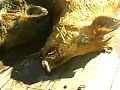 Ver vídeo