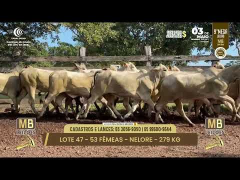 9� MEGA LEIL�O DA MB LEIL�ES