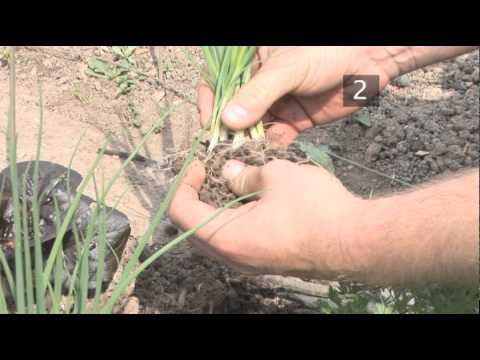 how to harvest spring onion