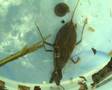 videos de Under ytan (Below the surface)