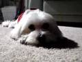 A-Dog-s-Life