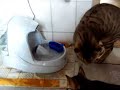 Bengal cats playing with water Drinkwell Platinum