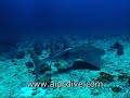 Diving in Burma with AIDC - Andaman International Dive Center is great.