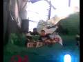 videos de lief festival 2008