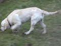 Jenson our Golden Retriever 6 months 2 fergie clumsy glossop