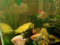 Aqui o video de meu aquario novo em seu estagio inicial logo mais colocarei mais videos de como ele esta agora 