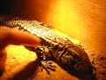 3 mo old black and white tegu