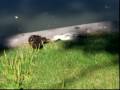 videos de Silly ducks in Altoona