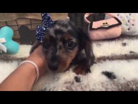 Simply adorable, silver dapple Mini Dachshund pup!