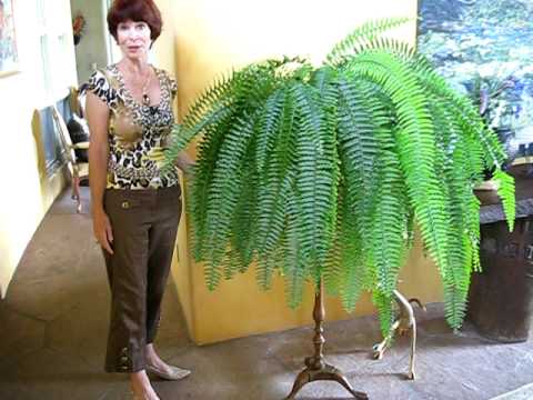 how to replant a boston fern