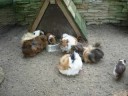 et� 2008.

vacances, animaux, famille, amis...