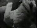 Male Lion completely owened that male Tiger