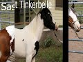American Gypsy Horses - Sept 08 Sales American Gypsy Horses - Sept 08 Sales
