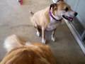 Well-Trained Dogs