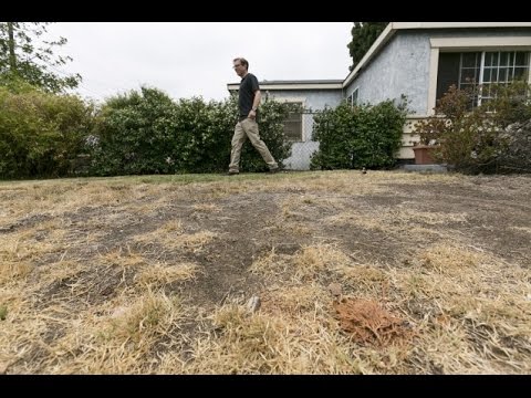 Couple Fined $500 For Brown Lawn.. In A Drought