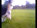 playing Malamutes