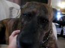 Maisey 3