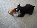 Doggie playdate part two