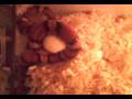 Eat-after-hibernatio