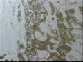 videos de die safte steigen