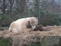 Knut