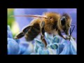 CCD - Bees - Pesticides - Flowers