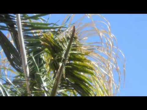 how to fertilize queen palm trees