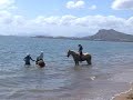 Horses at the beach