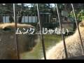 ????????????Feeding Huge Adult Capybaras Part2 (December 31th, 2008)