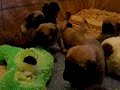Puppy Barks