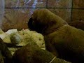 Puppy Barks Puppy Barks