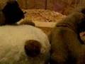 Puppy Barks
