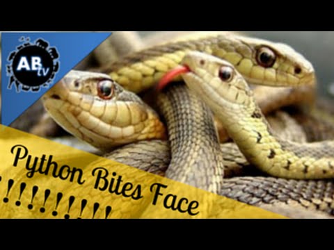 YouTube reptile video