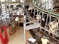 PROAN Revolving Milker