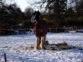 snow ponies (: