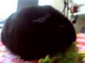 My new guinea pig Teddy Bear