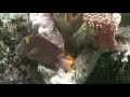 Feeding time in the 36 Gallon Tank