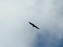 Condors !