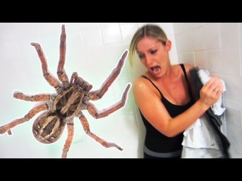 EXTREME SPIDER SCARE