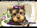 Amazing Yorkshire Terriers. Just beautiful Yorkies!