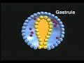 Embryo