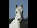 Sigi - horsemaship