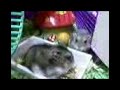 mouse2