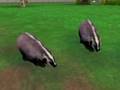 My Zoo Tycoon 2 Animal Downloads